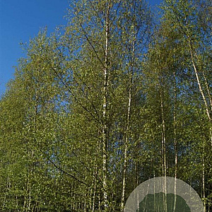 Betula pendula 900-1000 cm draadkluit meerstammig