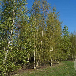 Betula pendula 900-1000 cm draadkluit meerstammig