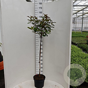 Photinia fraseri 'Red Robin' 90 cm stam 10L