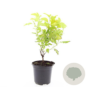 Physocarpus opulif. 'Dart's Gold' GM C1.3