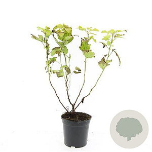 Physocarpus opulif. 'Dart's Gold' GM C1.3