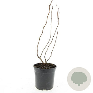 Physocarpus opulif. 'Dart's Gold' GM C1.3