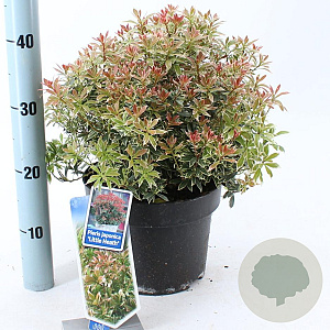 Pieris jap. 'Little Heath' 30-40 cm 5,0L