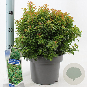 Pieris jap. 'Little Heath Green' 30-40 cm 5,0L