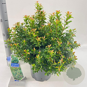 Pieris jap. 'Little Heath Green' 30-40 cm 5,0L