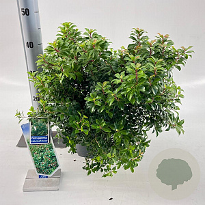 Pieris jap. 'Little Heath Green' 30-40 cm 5,0L