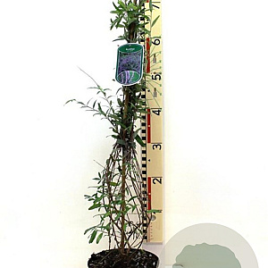 Buddleja alternifolia 40-50 cm 3,0L