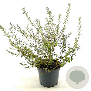 Buddleja alternifolia Unique 40-50 cm 3,0L