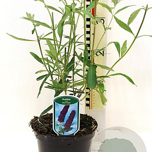 Buddleja d. 'Black Knight' 40-45 cm 3,0L