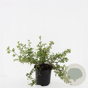 Potentilla f. 'Abbotswood' GM C1.3