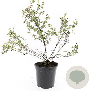 Potentilla f. 'Abbotswood' GM C1.3