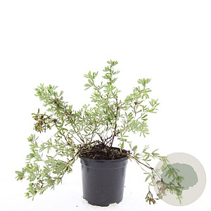 Potentilla f. 'Goldstar' GM C1.3