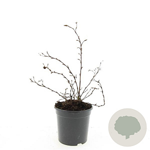 Potentilla f. 'Goldstar' GM C1.3