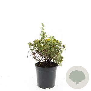 Potentilla f. 'Kobold' GM C1.3