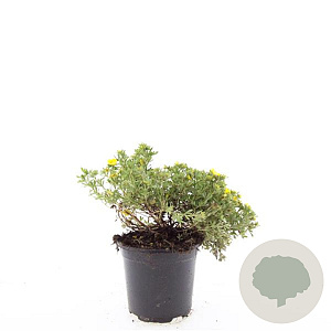 Potentilla f. 'Kobold' GM C1.3