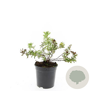 Potentilla f. 'Primrose Beauty' GM C1.3