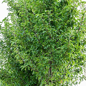 Pyrus calleryana 'Redspire' 14-16 HO draadkluit