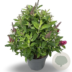 Buddleja d. B. Candy Little Ruby 50-60 cm 12L
