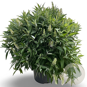 Buddleja d. B. Candy Little White 60-80 cm 12L