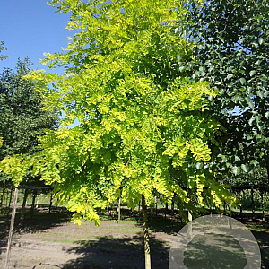 Robinia ps. 'Frisia' 14-16 HO draadkluit