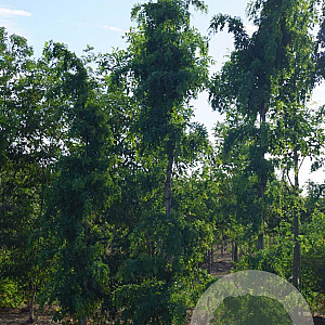 Robinia ps. 'Tortuosa' 18-20 HO draadkluit geveerd