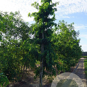 Robinia ps. 'Tortuosa' 18-20 HO draadkluit geveerd