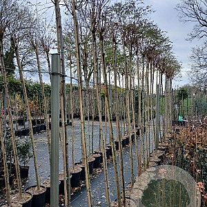 Robinia ps. 'Umbraculifera' 225 cm stam 20L 6-8