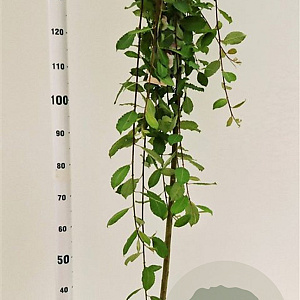 Salix caprea 'Kilmarnock' 120 cm stam 5,0L