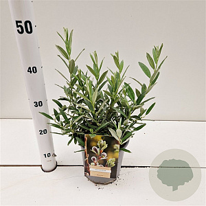 Salix helvetica 20-30 cm 2,5L