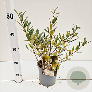Salix helvetica 20-30 cm 2,5L