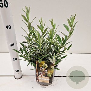 Salix helvetica 20-30 cm 2,5L