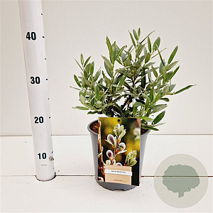 Salix helvetica 20-30 cm 2,5L