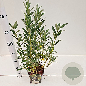 Salix helvetica 30-40 cm 2,5L