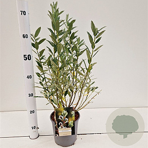 Salix helvetica 30-40 cm 2,5L