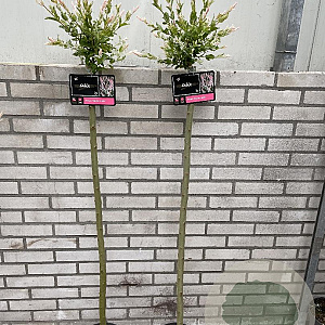 Salix integra 'Hakuro-nishiki' 120 cm stam 5,0L