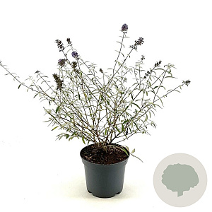 Buddleja d. 'Nanho Blue' 30-40 cm 3,0L