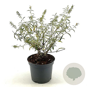 Buddleja d. 'Nanho White' 30-40 cm 3,0L