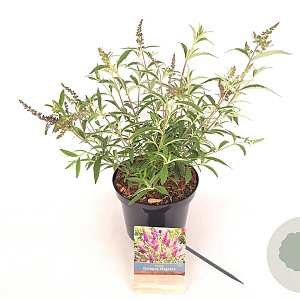 Buddleja d. Octopus Magenta 30-40 cm 3,0L