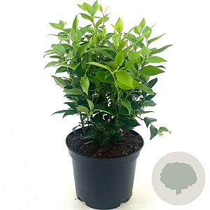 Sarcococca ruscifolia 20-25 cm 2,0L