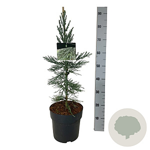 Sequoiadendron g. 'Glaucum' 50-60 cm 6L