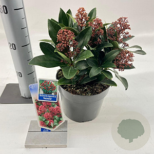 Skimmia j. 'Rubella' 20-25 cm 2,0L