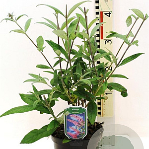 Buddleja d. 'Pink Delight' 40-45 cm 3,0L
