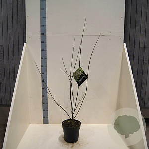 Styphnolobium japonicum 80-100 cm 6L meerstammig