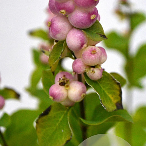 Symphoricarpos d. Symphony Rave 30-40 cm 3,0L