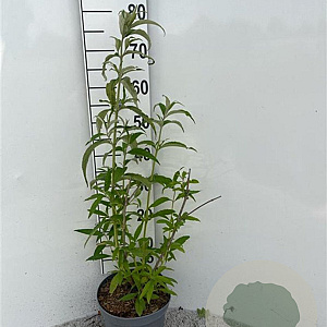 Buddleja d. 'White Profusion' 80-100 cm 5,0L