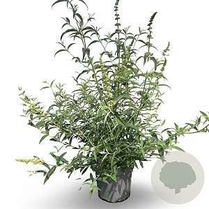 Buddleja d. 'White Profusion' 80-100 cm 12L