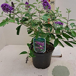 Buddleja Flutterby Lavender 30-40 cm 3,0L