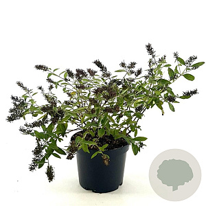 Buddleja Flutterby Peace 30-40 cm 3,0L