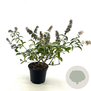 Buddleja Flutterby Pet. Snow White 30-40 cm 3,0L