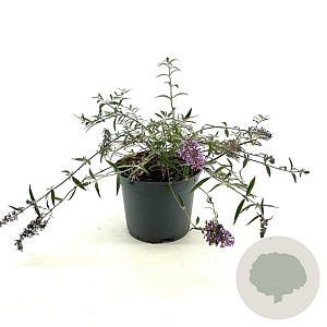 Buddleja Free Petite Lavender Flow 25-30 cm 3,0L